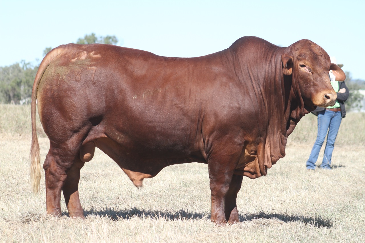 Tên đực giống: GLENLANDS PIONEER 